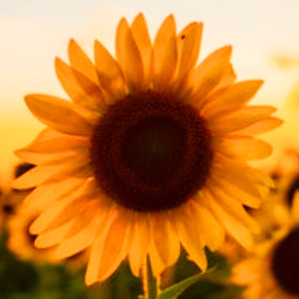 Meet your Posher, Elena